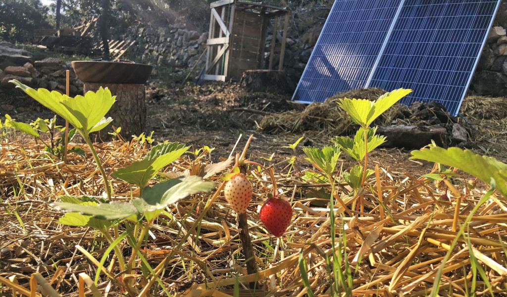 Fraises panneaux permaculture panneaux solaires