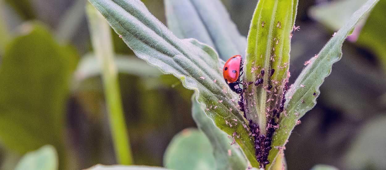 Cette ville distribue gratuitement des coccinelles pour des jardins plus écolos !