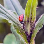 Coccinelle qui mange des pucerons