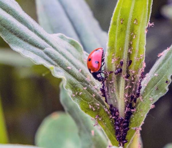 Cette ville distribue gratuitement des coccinelles pour des jardins plus écolos !