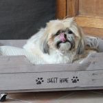 un chien dans un lit palette