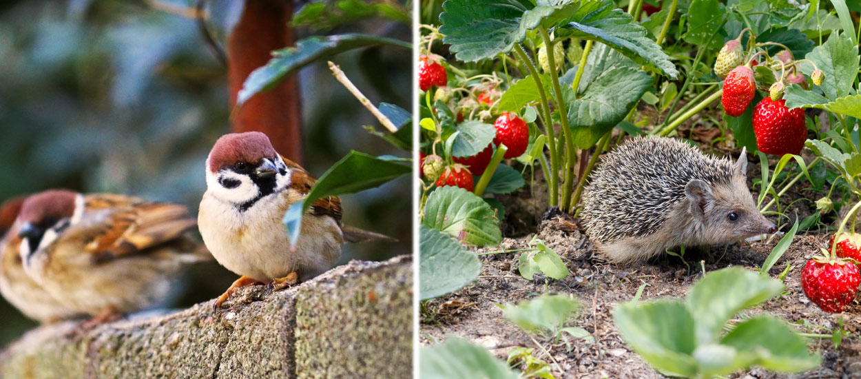 2 Gestes à Adopter Au Jardin Pour Protéger Les Animaux En