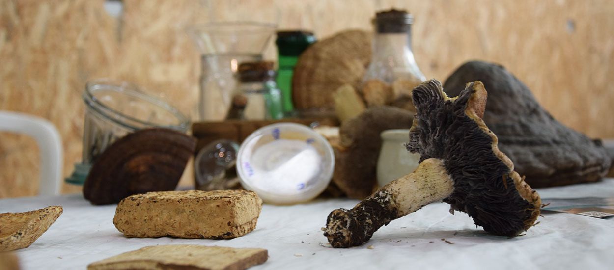 Cette entreprise française fait pousser des champignons pour remplacer le plastique