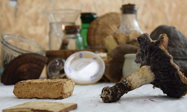 Cette entreprise française fait pousser des champignons pour remplacer le plastique