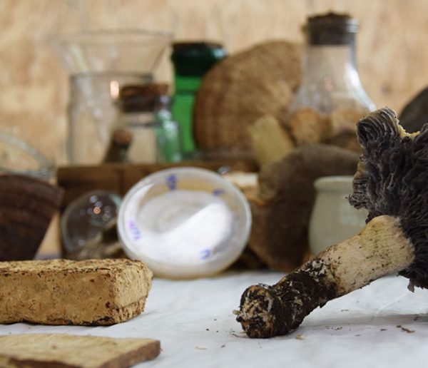 Cette entreprise française fait pousser des champignons pour remplacer le plastique