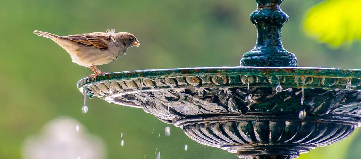 Voici comment venir en aide aux oiseaux pendant la canicule, en ville comme à la campagne