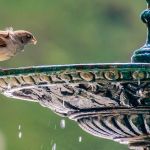 oiseaux abreuvoir balcon jardin