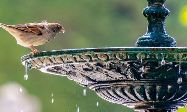 Voici comment venir en aide aux oiseaux pendant la canicule, en ville comme à la campagne