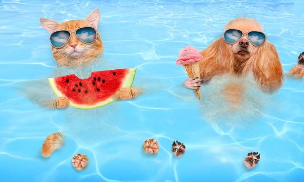 Votre chien peut-il se baigner sans danger dans votre piscine ?