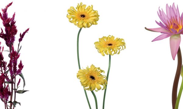 Le guide pour choisir les fleurs de votre jardin par gamme de couleur
