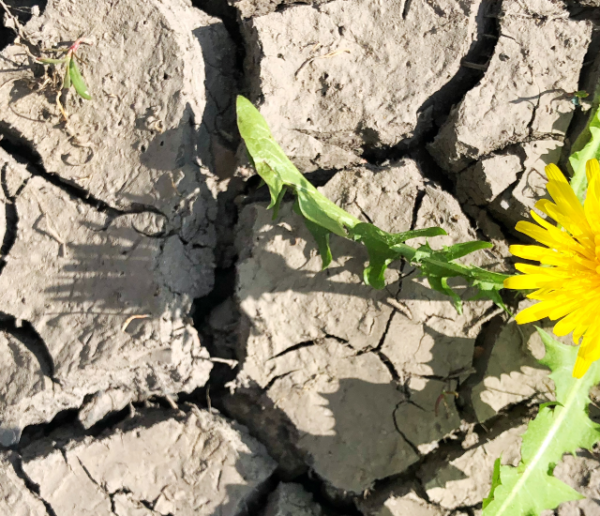 Comment protéger votre jardin en période de canicule ?