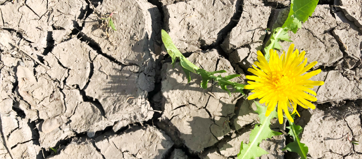 Comment protéger votre jardin en période de canicule ?