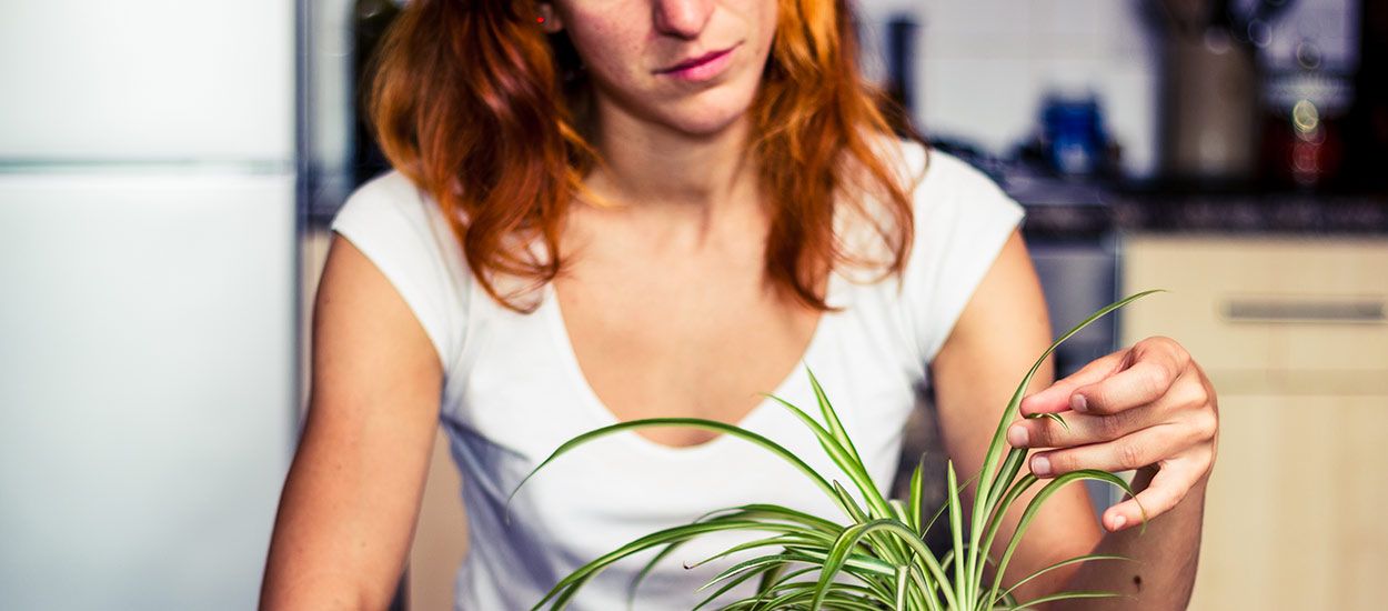 Comment soigner une plante d'intérieur qui jaunit ?