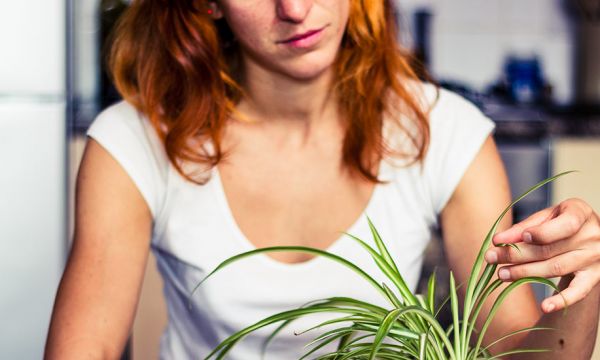 Comment soigner une plante d'intérieur qui jaunit ?