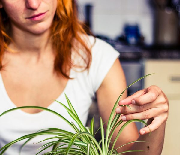 Comment soigner une plante d'intérieur qui jaunit ?