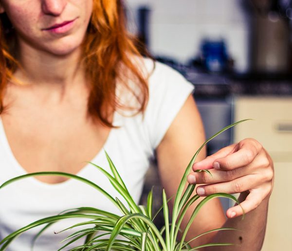 Pourquoi les feuilles de vos plantes d'intérieur jaunissent (et comment les soigner) ?