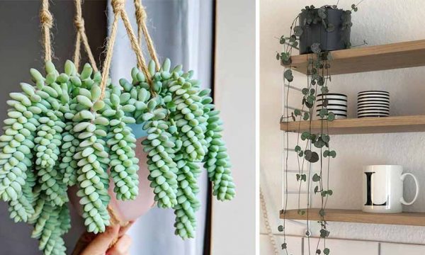 7 idées de plantes tendance à mettre dans vos suspensions
