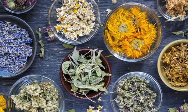 Comment préparer de la tisane maison avec les plantes que l'on trouve au jardin ?