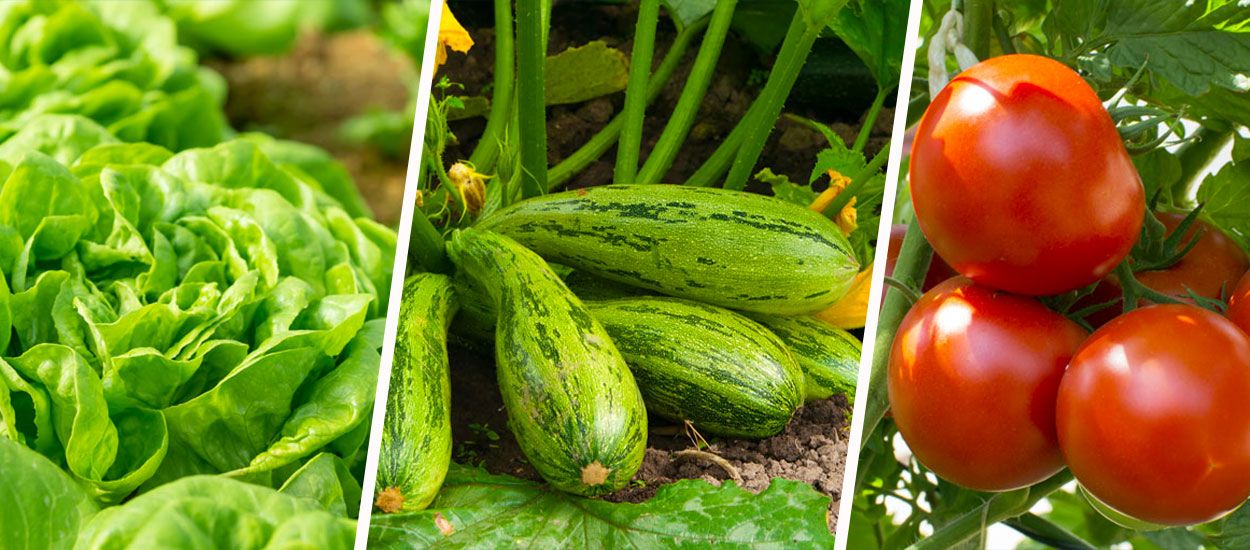 7 légumes super faciles à cultiver quand on débute au potager