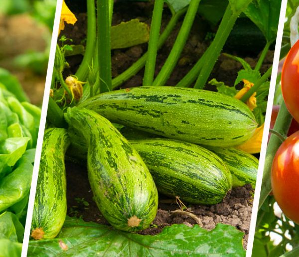7 légumes super faciles à cultiver quand on débute au potager