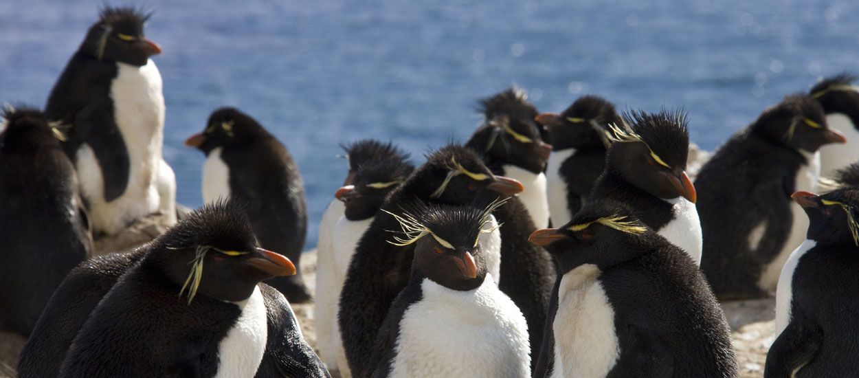 Et si vous achetiez cette île des Malouines pour vivre entouré de pingouins ?