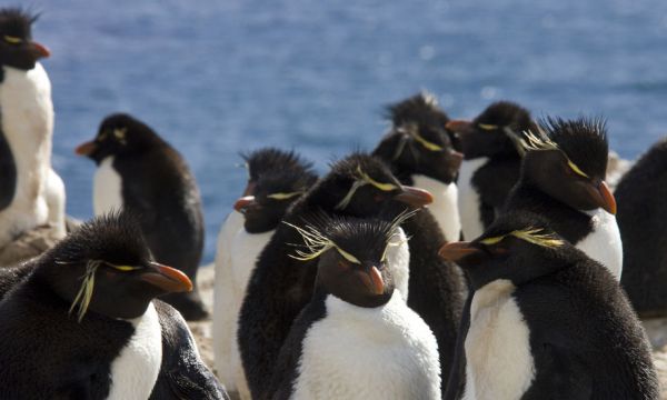 Et si vous achetiez cette île des Malouines pour vivre entouré de pingouins ?