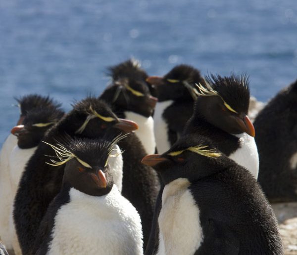 Et si vous achetiez cette île des Malouines pour vivre entouré de pingouins ?