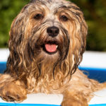 un chien heureux et mouillé dans une piscine en été