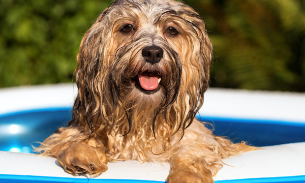 Comment faire pour que votre chat et votre chien n'aient pas trop chaud à la maison