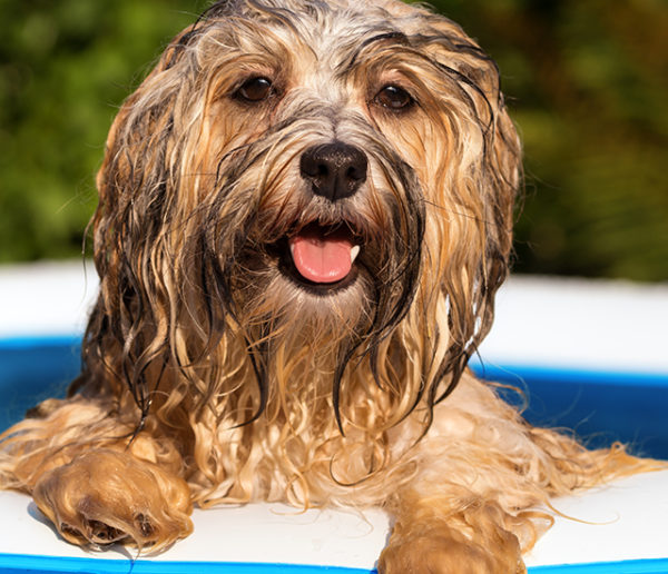 Comment faire pour que votre chat et votre chien n'aient pas trop chaud à la maison