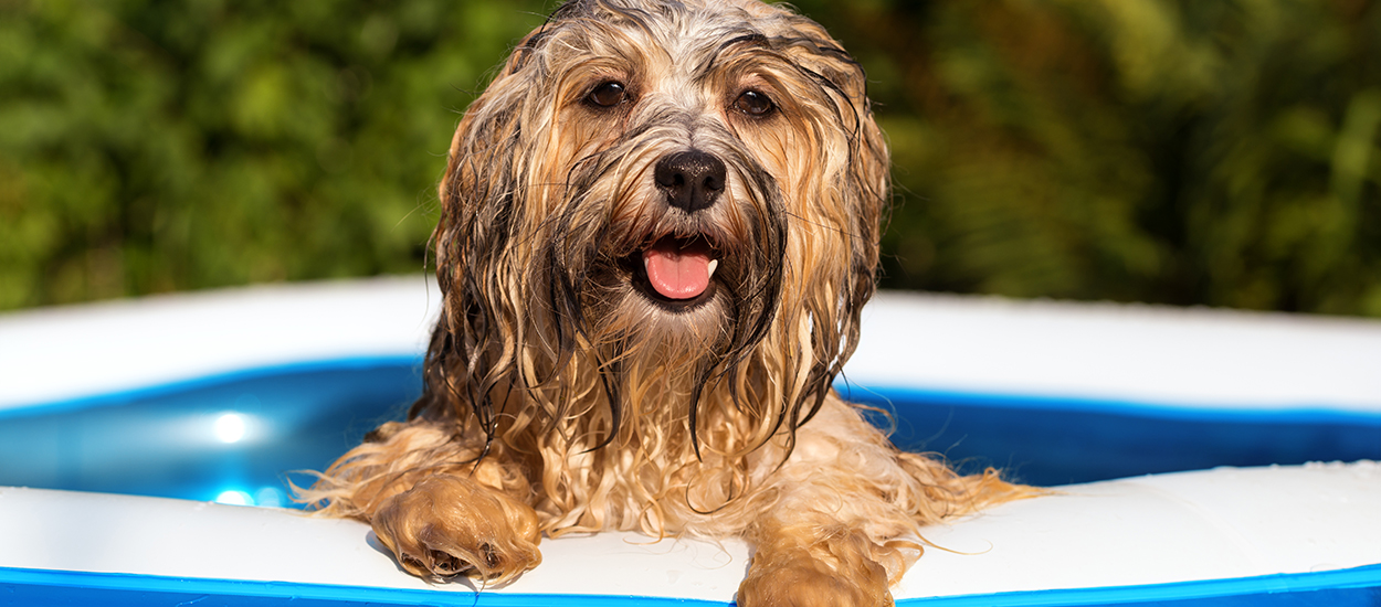 Comment faire pour que votre chat et votre chien n'aient pas trop chaud à la maison