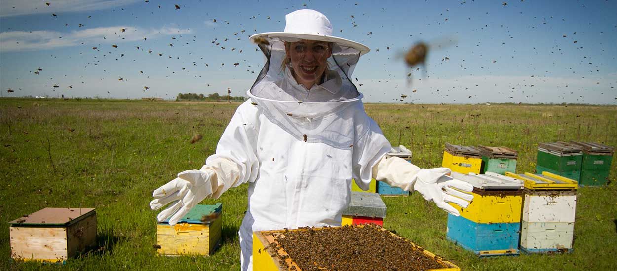 Un essaim d'abeilles chez vous ? Trouvez ici un apiculteur pour le récupérer et en prendre soin