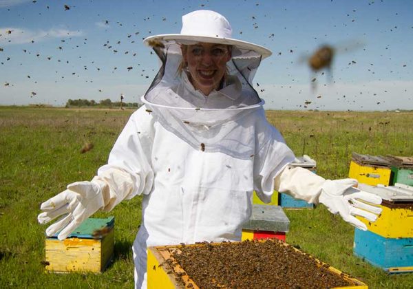 Essaim D Abeille Que Faire Trouver Un Apiculteur Pour Enlever Un Essaim D Abeilles