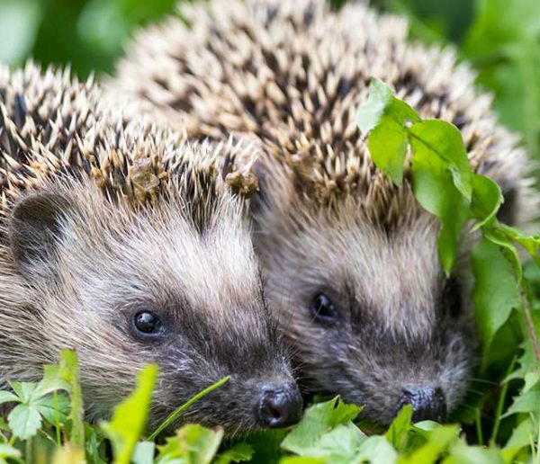 Plantes, Fleurs, Animaux