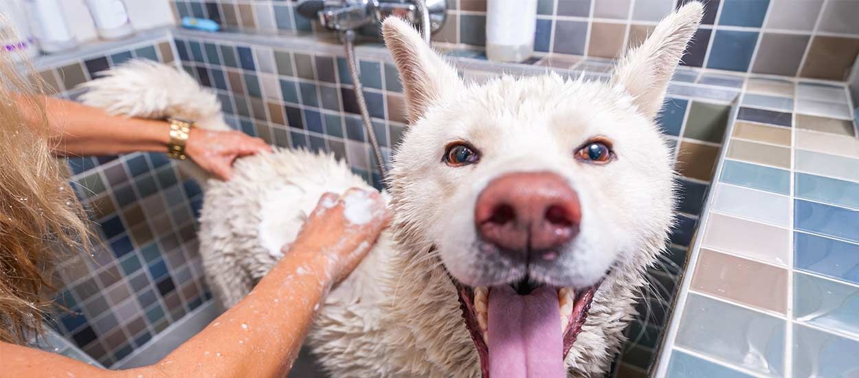 8 idées pour chouchouter votre chien comme il le mérite