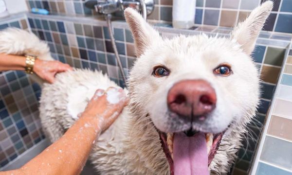 8 idées pour chouchouter votre chien comme il le mérite