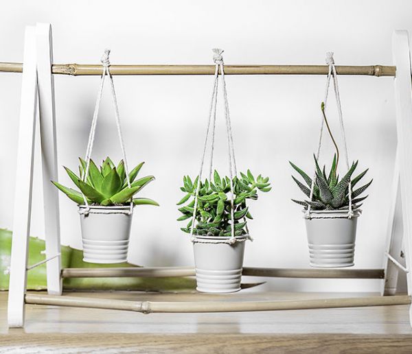 Tuto : Fabriquez une petite suspension pour mettre en valeur vos succulentes