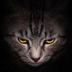 Chat étude méchant attachement maître