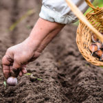 Un homme plante de l'ail pour son potager d'automne