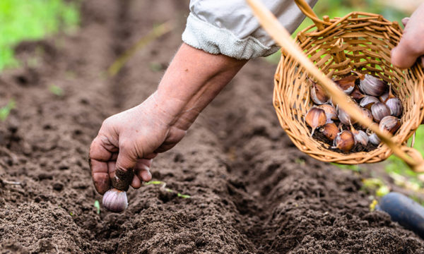 Potager : Top 20 des vieux légumes oubliés à semer en automne