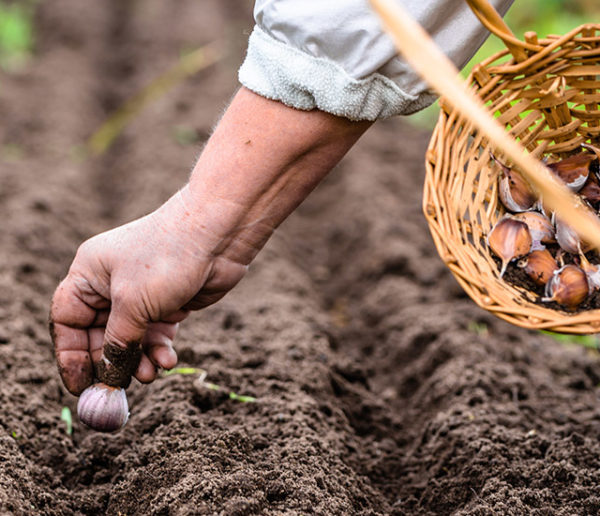 Potager : Top 20 des vieux légumes oubliés à semer en automne