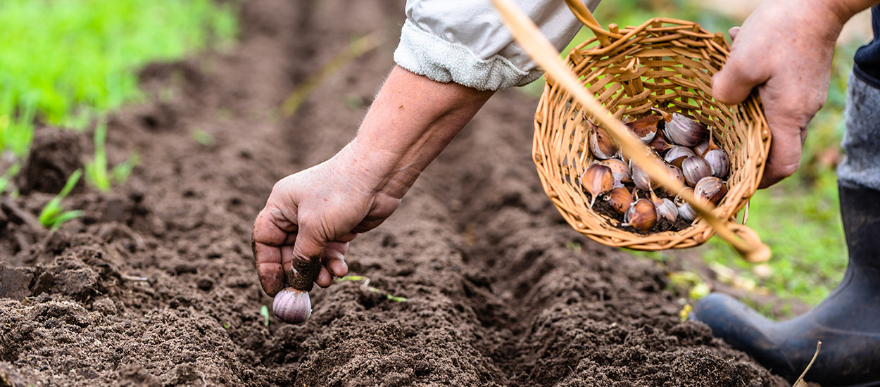 Potager : Top 20 des vieux légumes oubliés à semer en automne