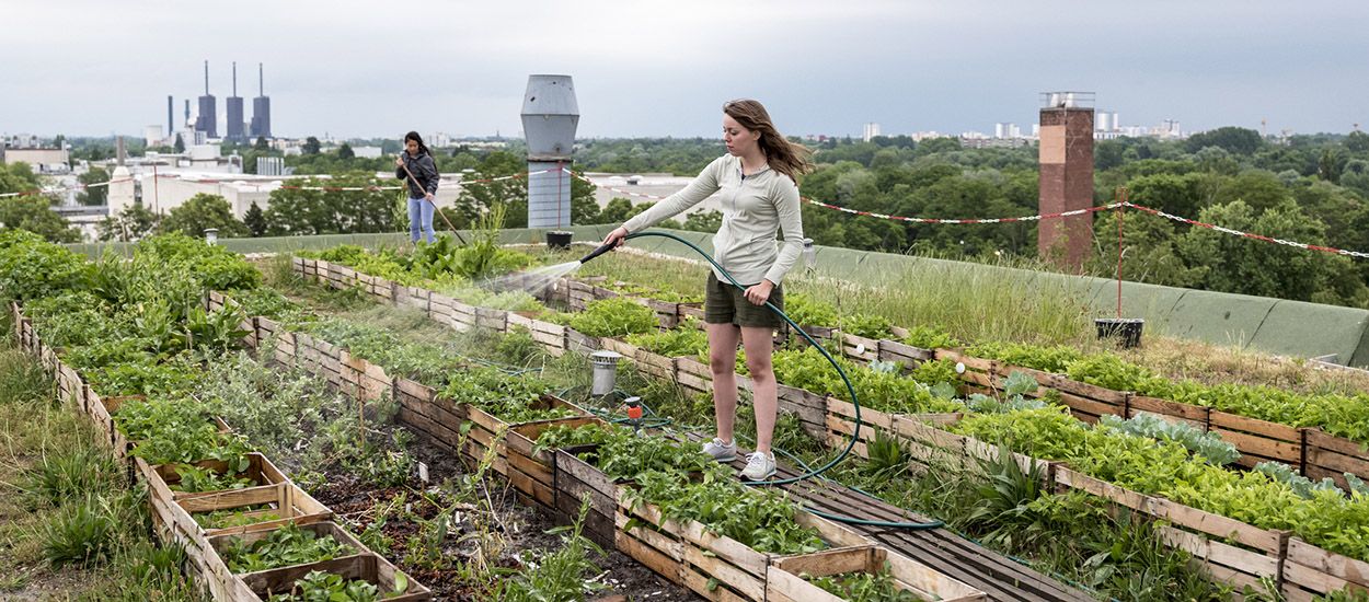 La pollution menace-t-elle les fruits et légumes des potagers urbains ?