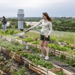 Potager urbain pollution légumes air terre