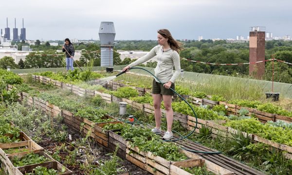 La pollution menace-t-elle les fruits et légumes des potagers urbains ?