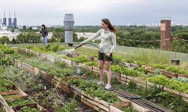 Cultiver des fruits et légumes en ville est-il dangereux pour la santé ?