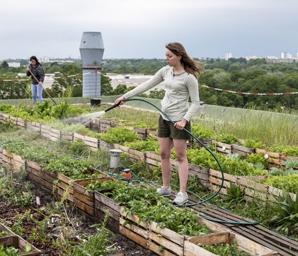 La pollution menace-t-elle les fruits et légumes des potagers urbains ?