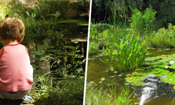 Créez une mare en quelques étapes simples pour favoriser la biodiversité au jardin