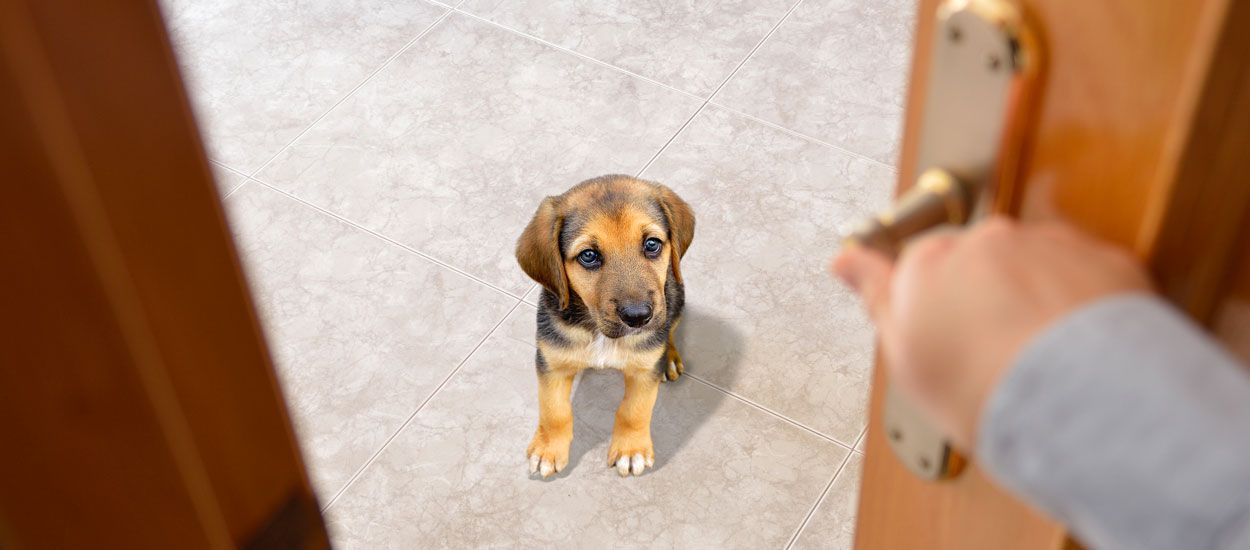 En cas d'accident, cette carte prévient les secours qu'il y a un animal seul chez vous