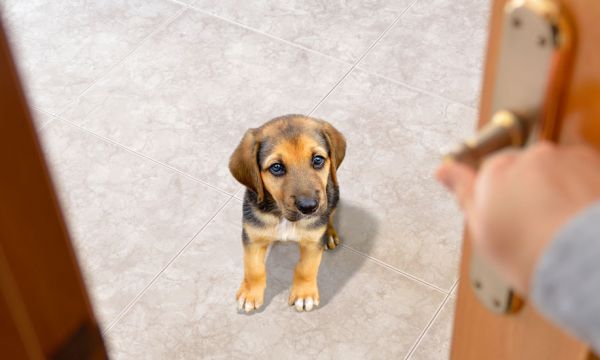 En cas d'accident, cette carte prévient les secours qu'il y a un animal seul chez vous